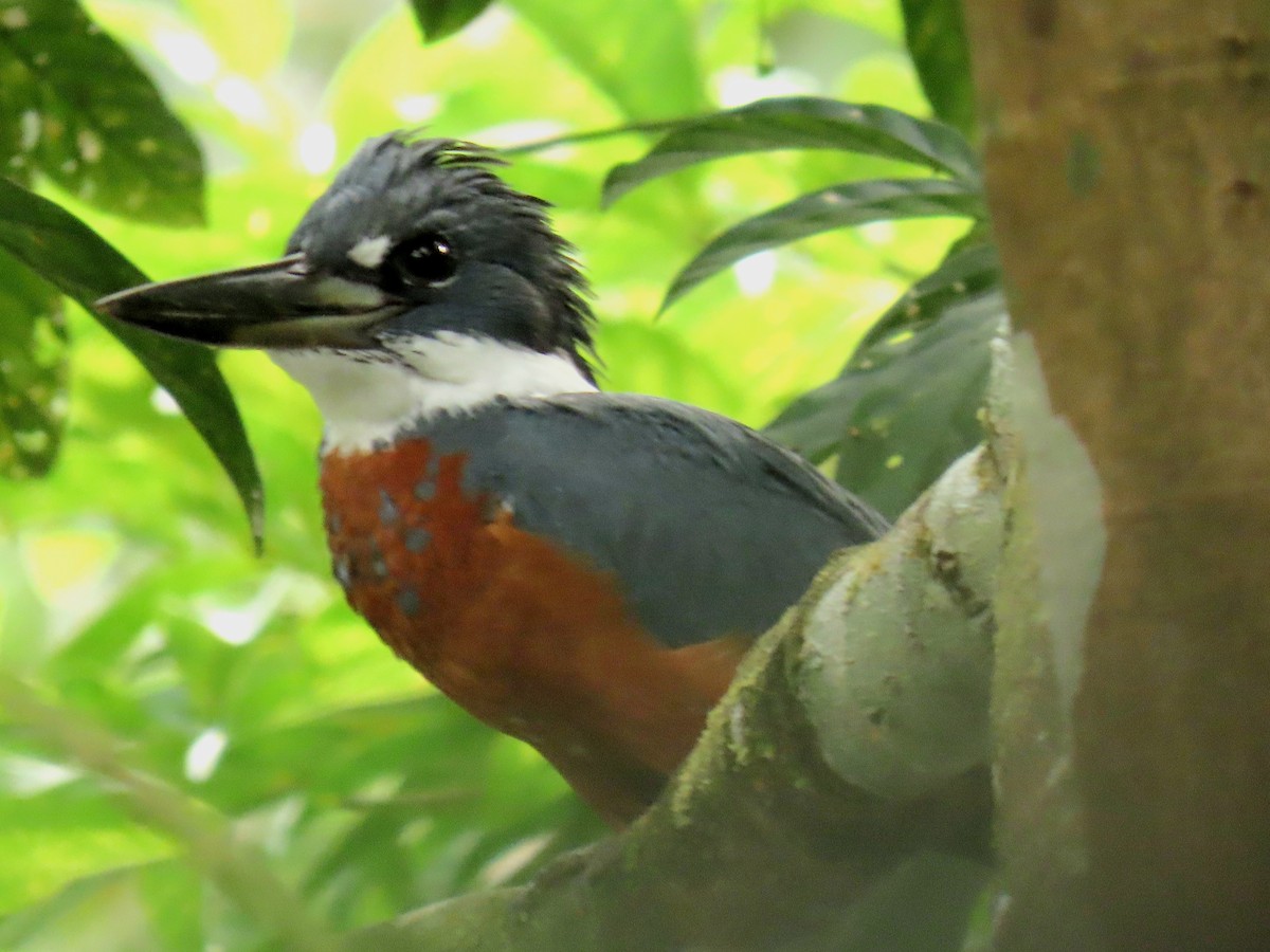 Ringed Kingfisher - ML645490880