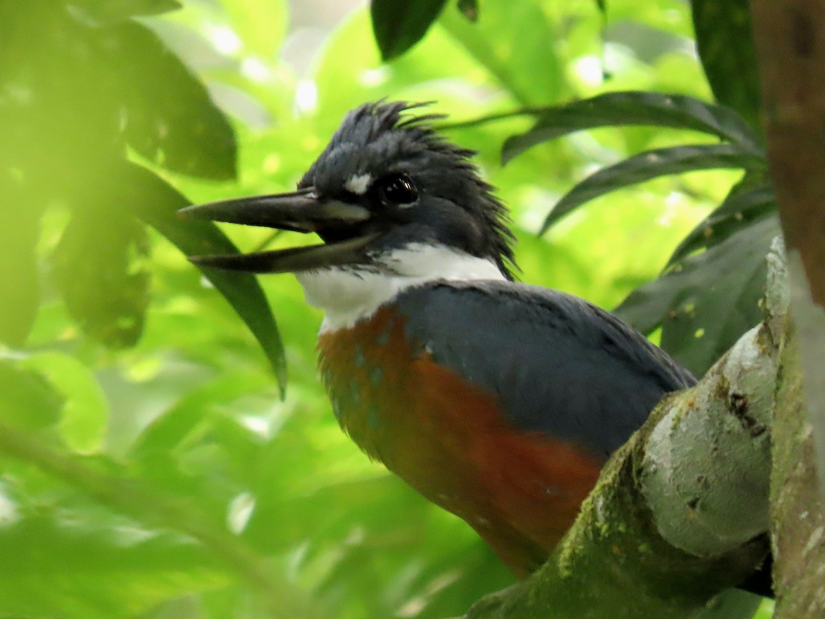 Ringed Kingfisher - ML645490881
