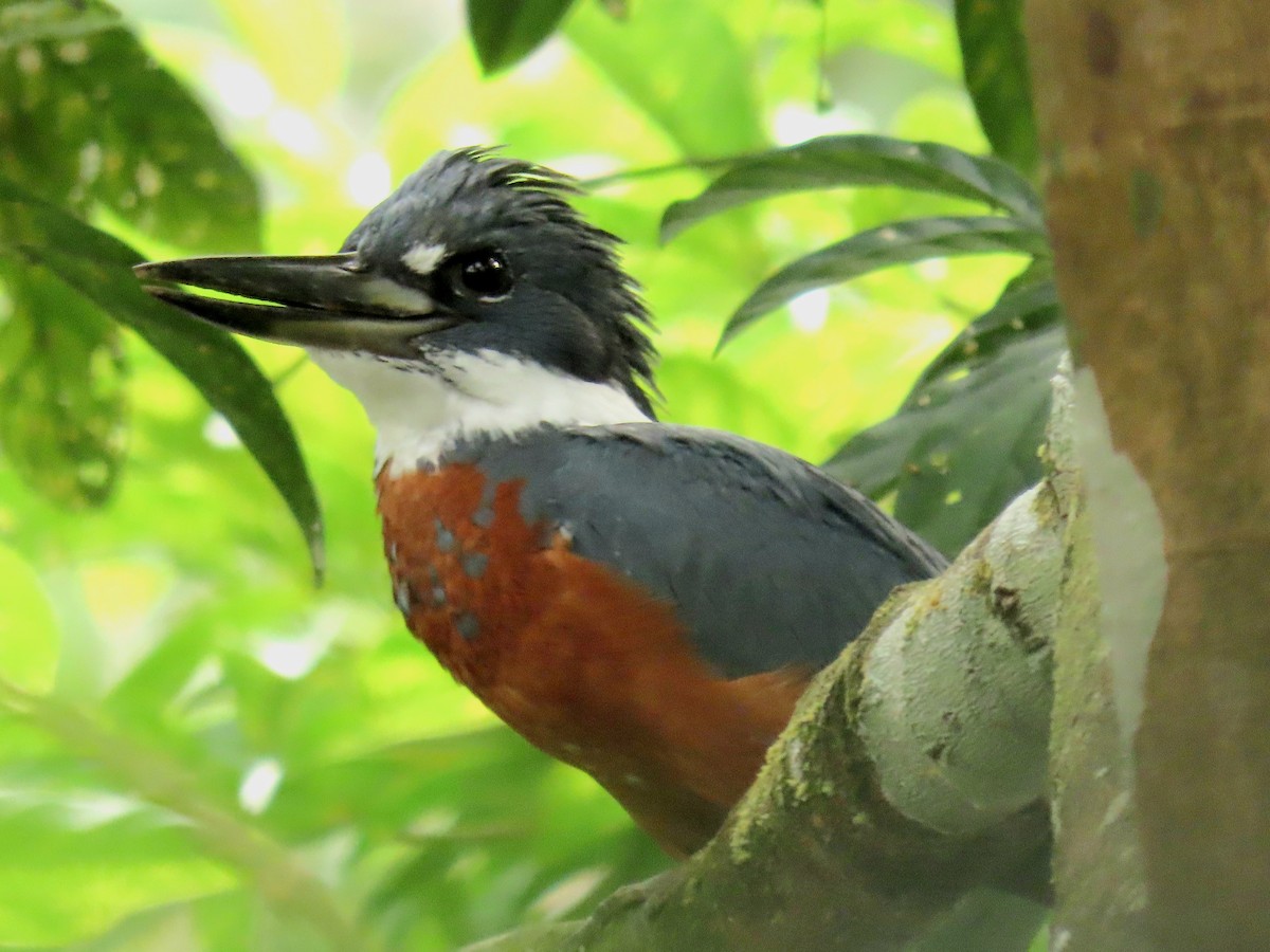 Ringed Kingfisher - ML645490884