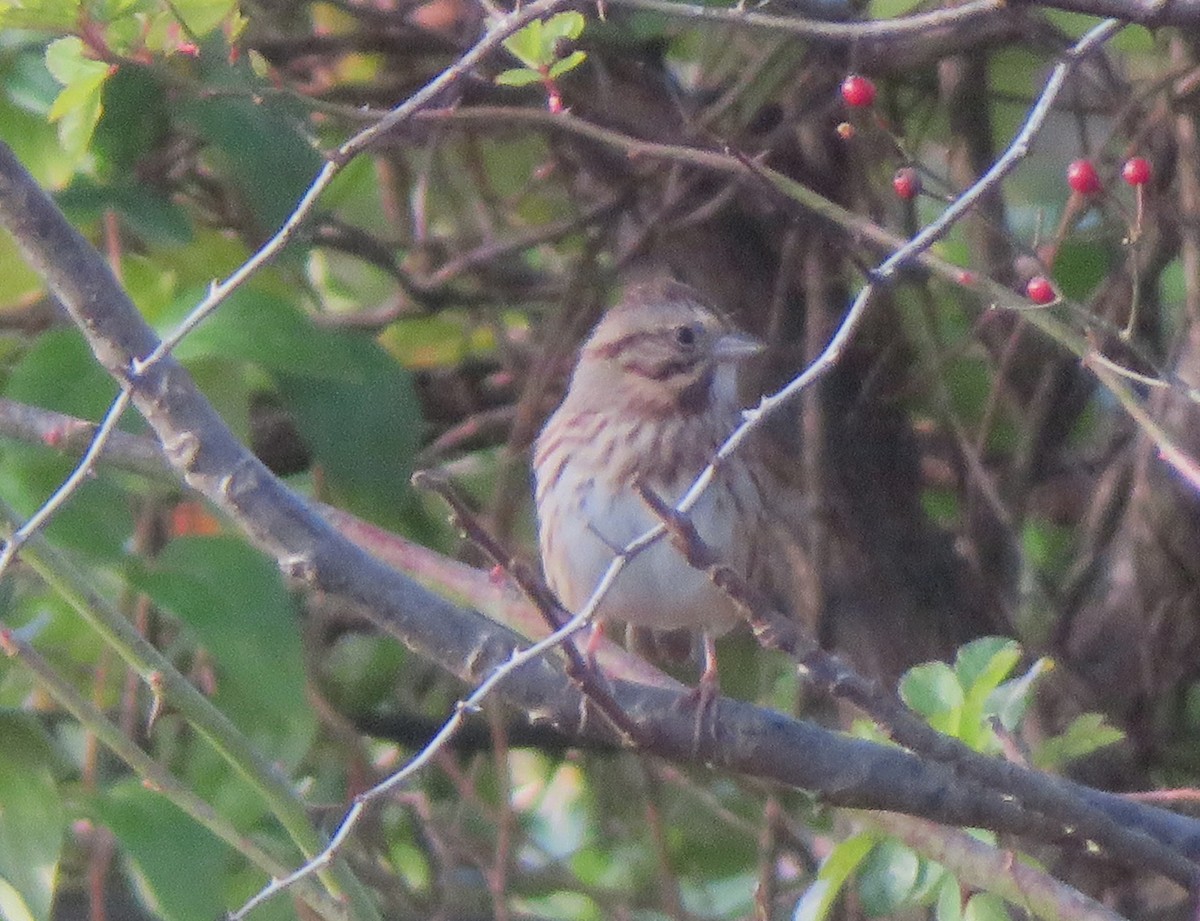 new world sparrow sp. - ML645490889