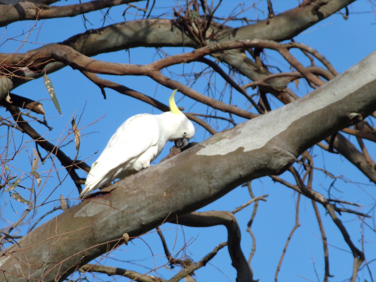 Sulphur-crested Cockatoo - ML645490891