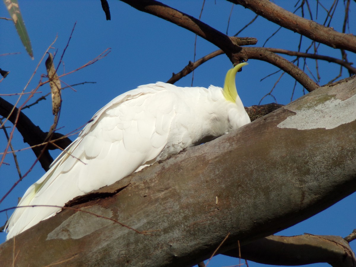 Sulphur-crested Cockatoo - ML645490892