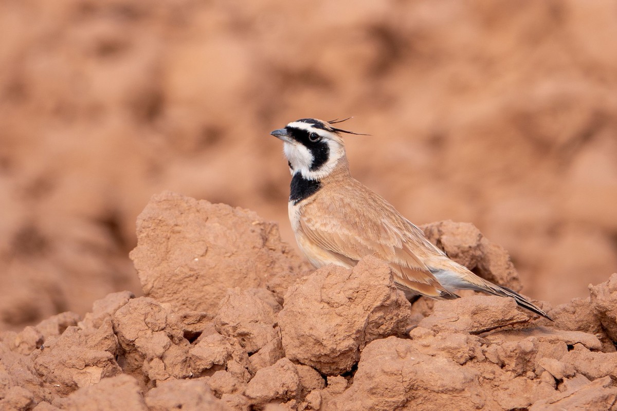 Temminck's Lark - ML645490893