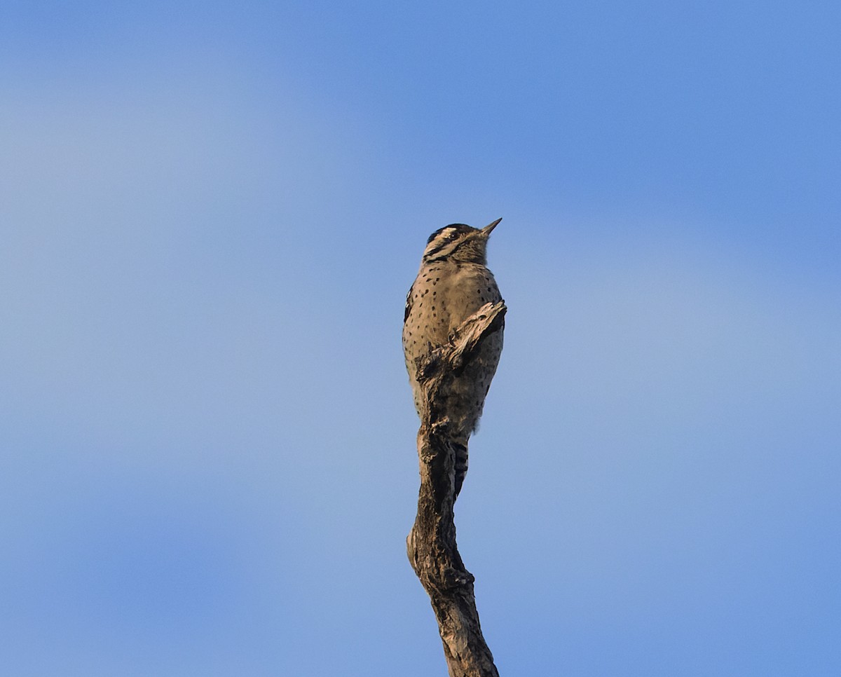 Ladder-backed Woodpecker - ML645490894
