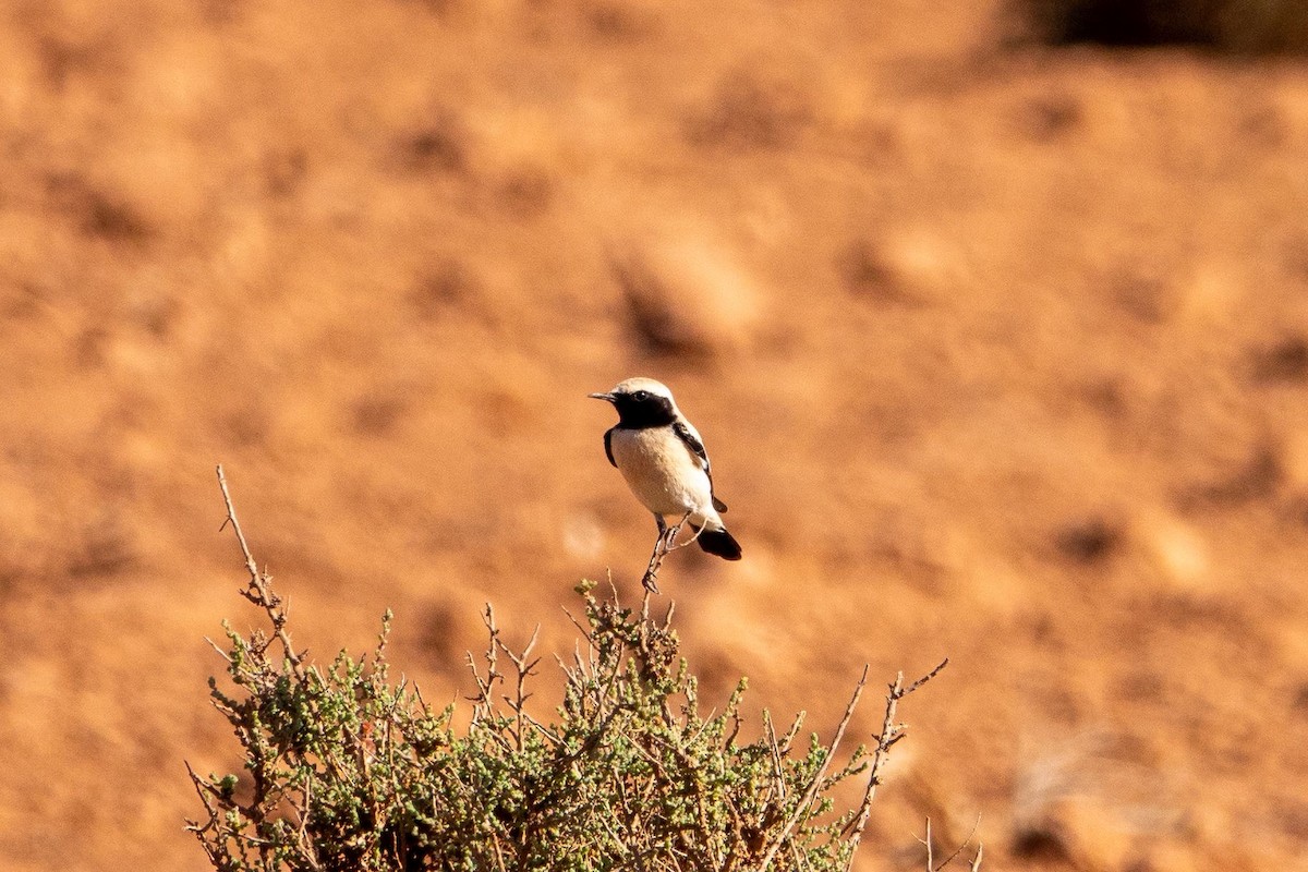 Desert Wheatear - ML645490902