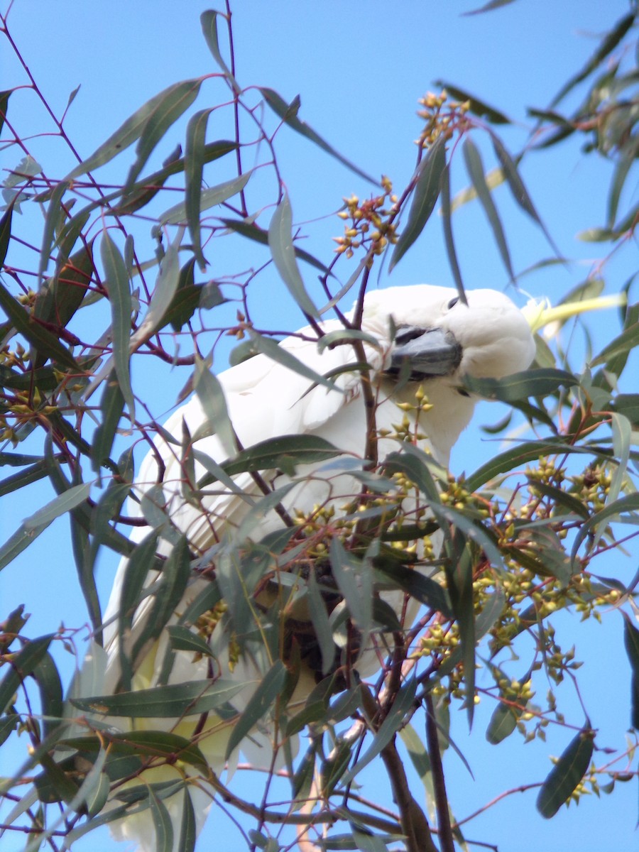 Sulphur-crested Cockatoo - ML645490903