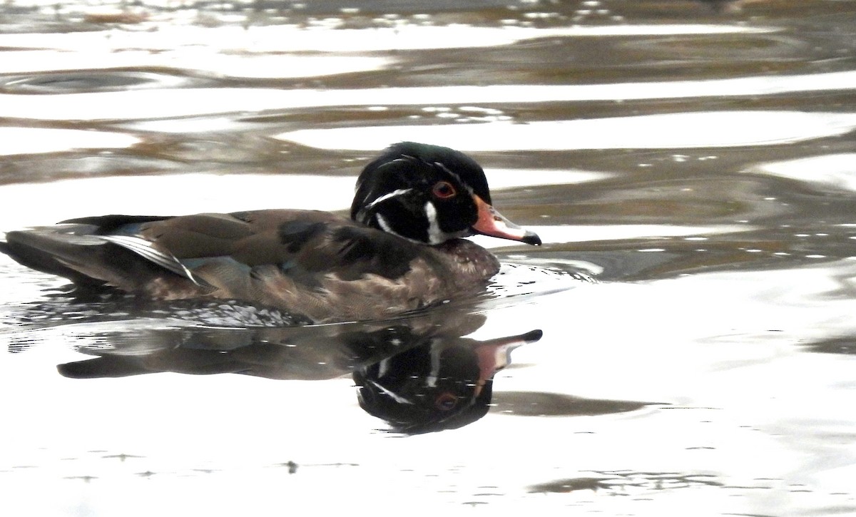 Wood Duck - ML645490905