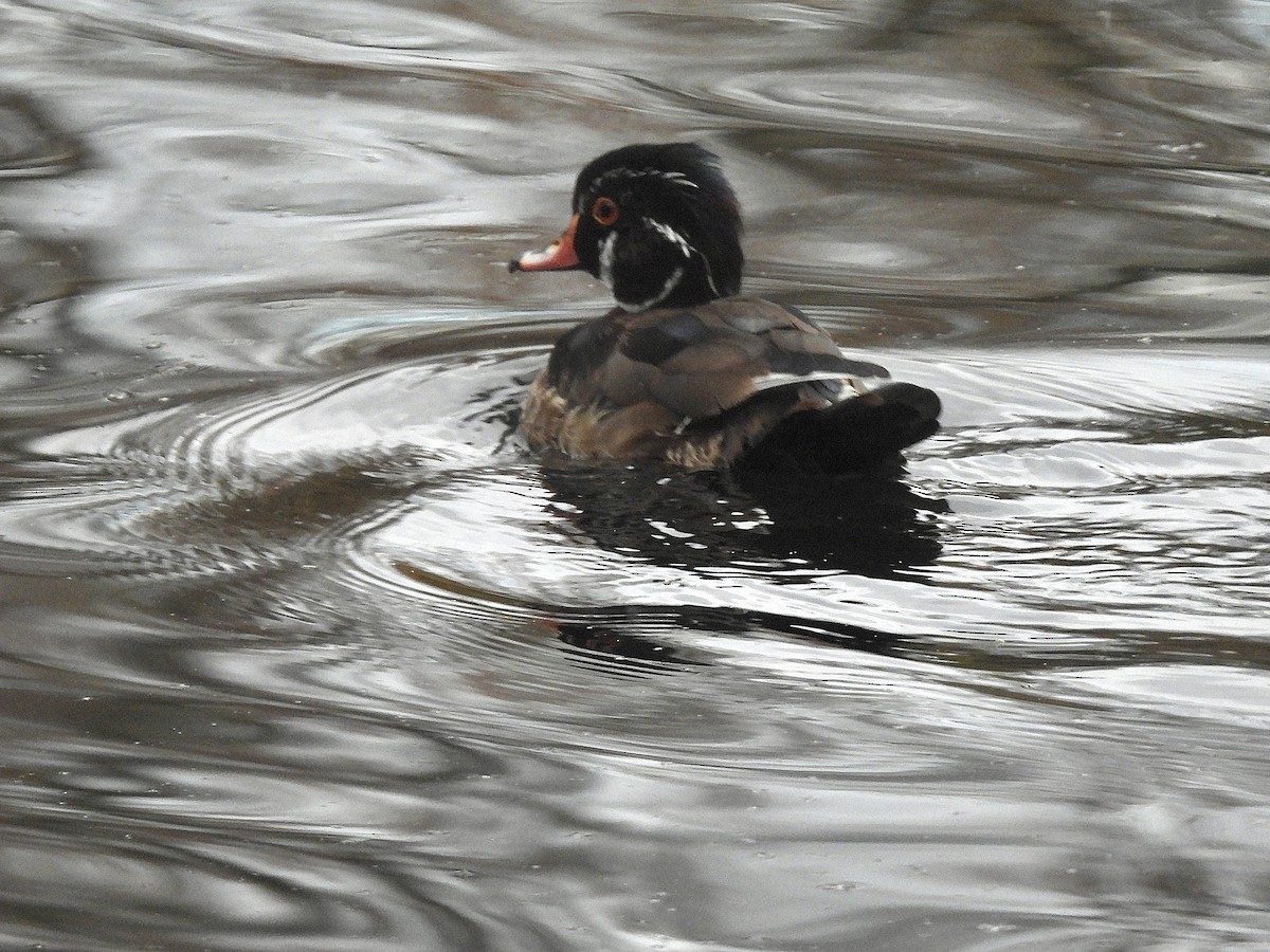 Wood Duck - ML645490906