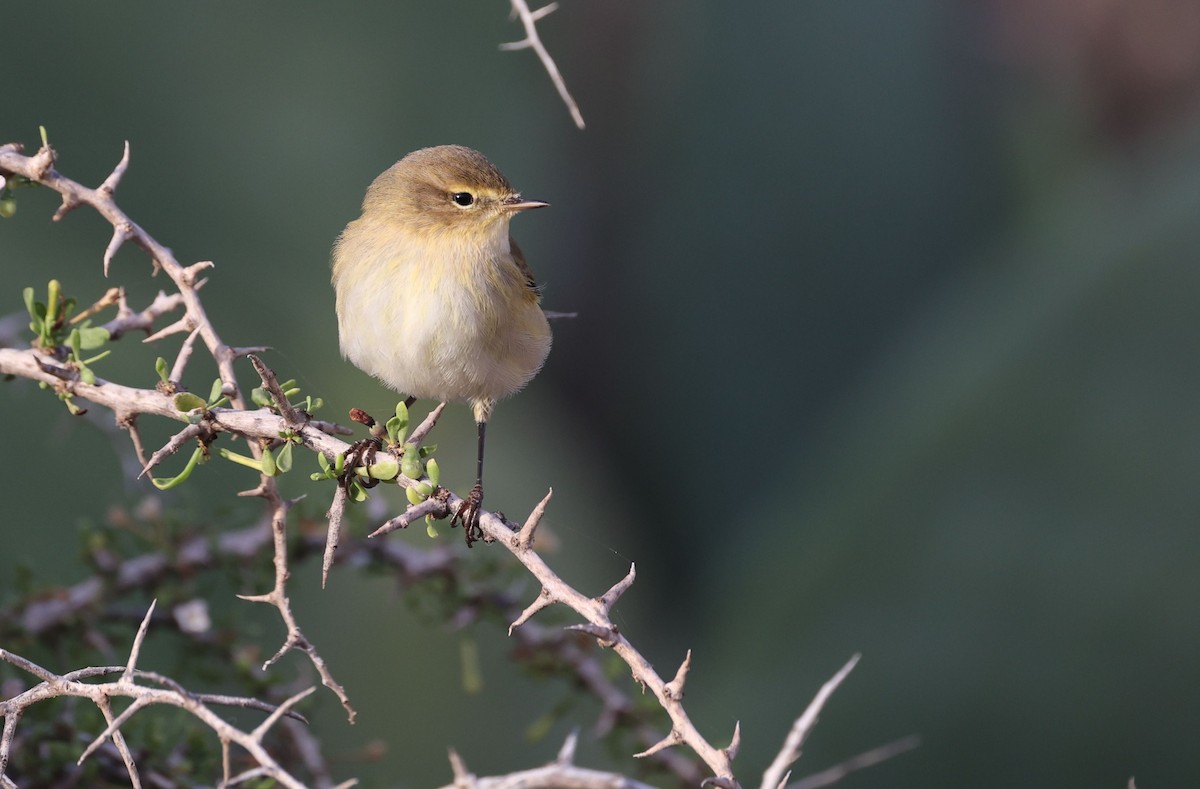 Common Chiffchaff - ML645490907