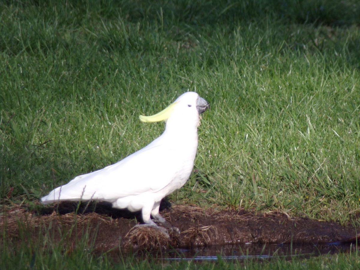 Sulphur-crested Cockatoo - ML645490909