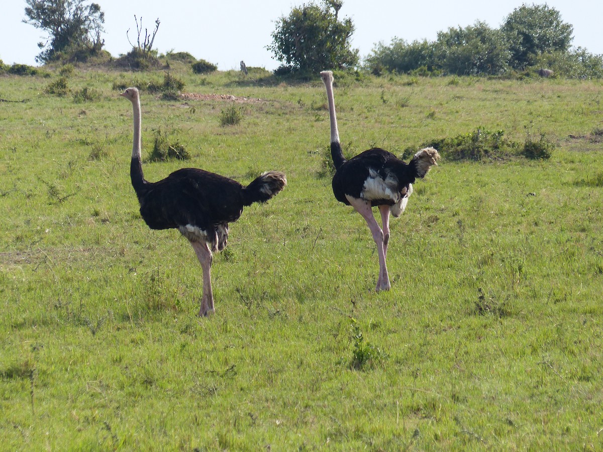 Common Ostrich - ML645490912