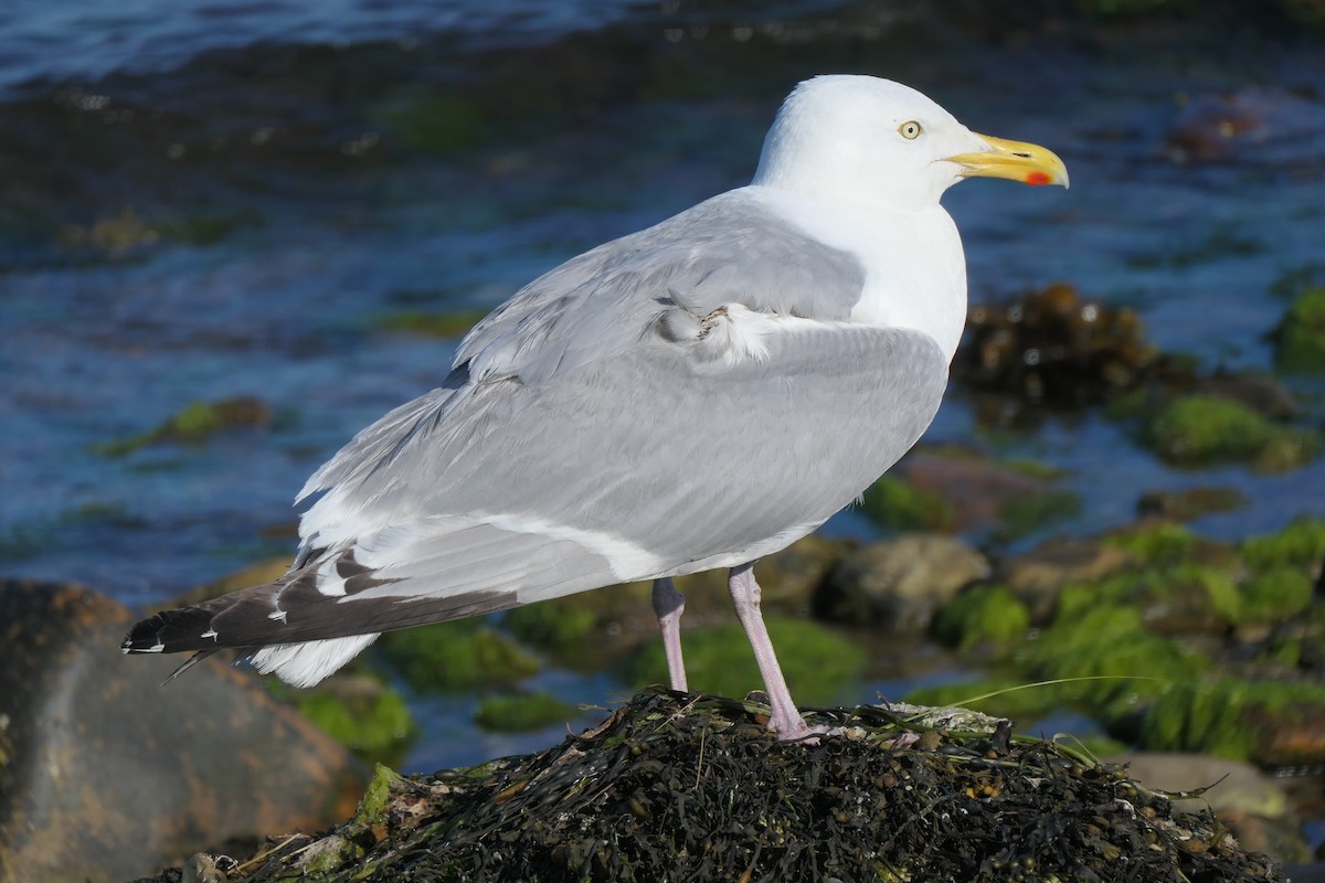 American Herring Gull - ML645490915