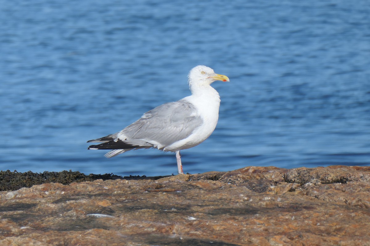 American Herring Gull - ML645490923