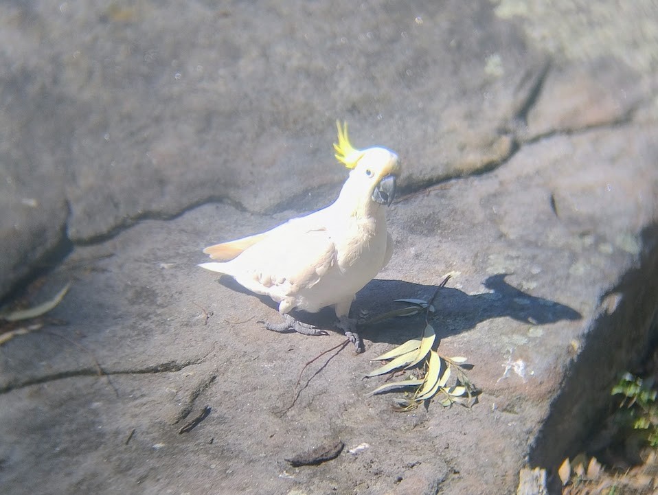 Sulphur-crested Cockatoo - ML645490936