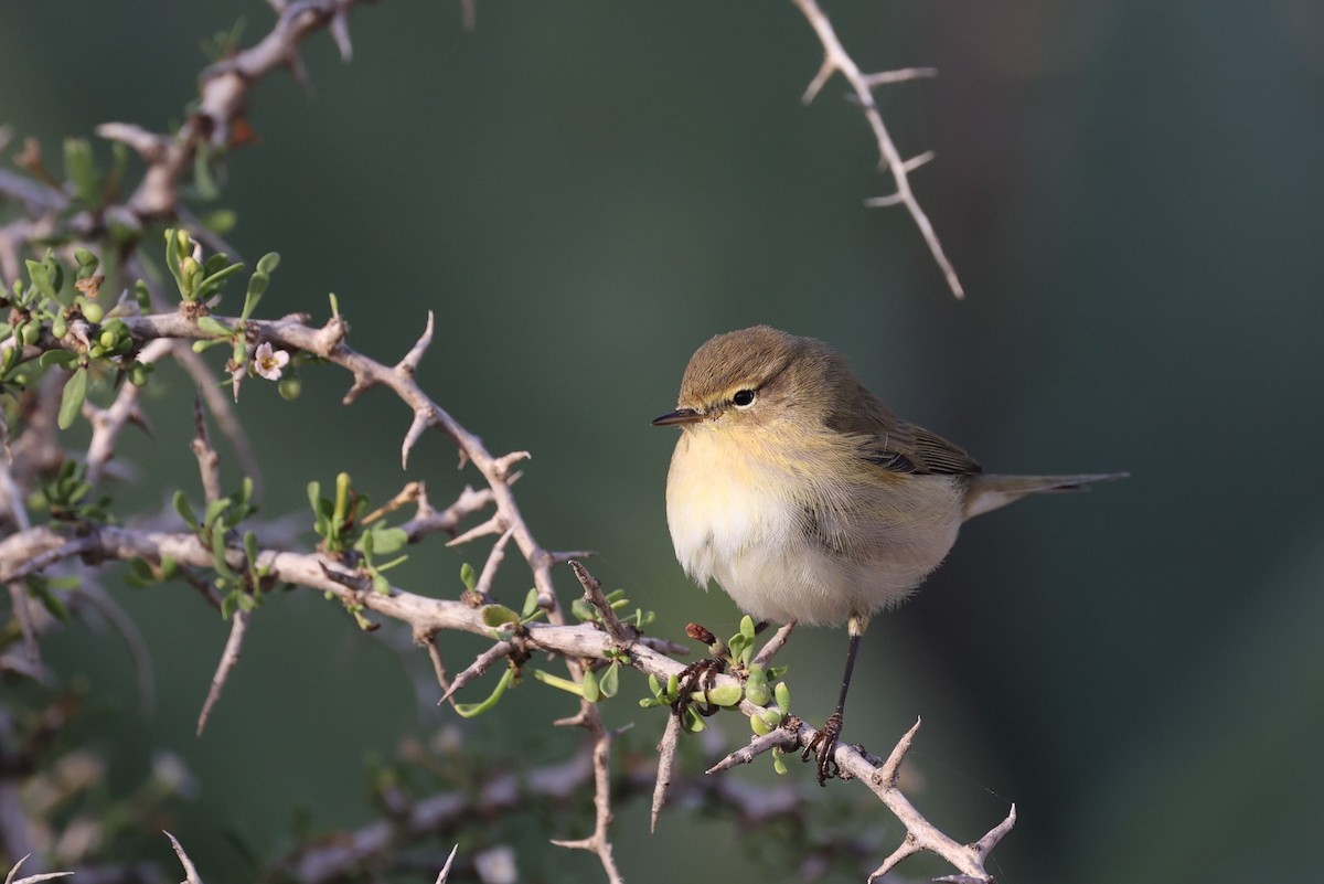 Common Chiffchaff - ML645490937