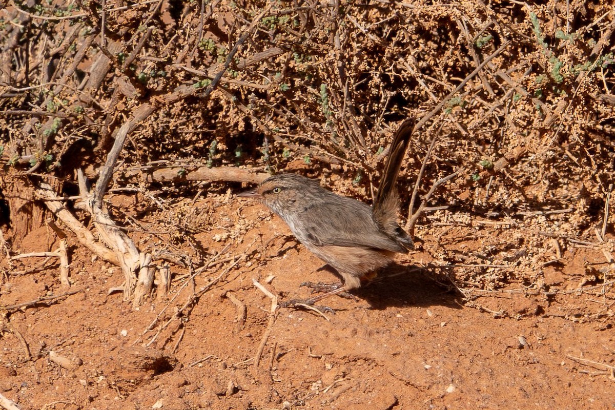 priniovec křovinný - ML645490938