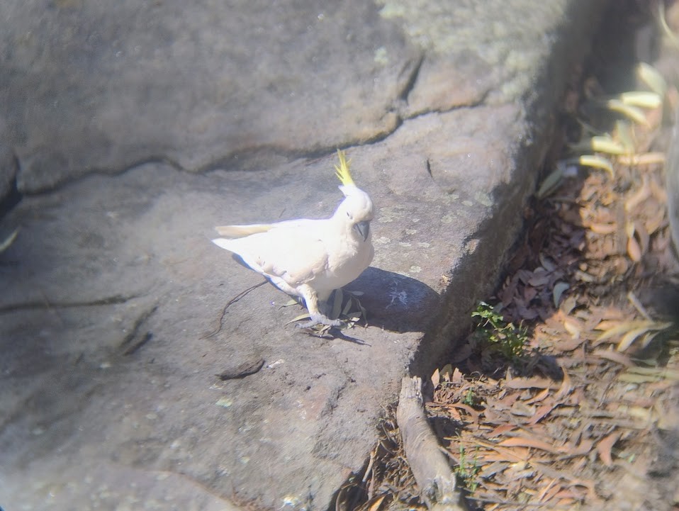 Sulphur-crested Cockatoo - ML645490939