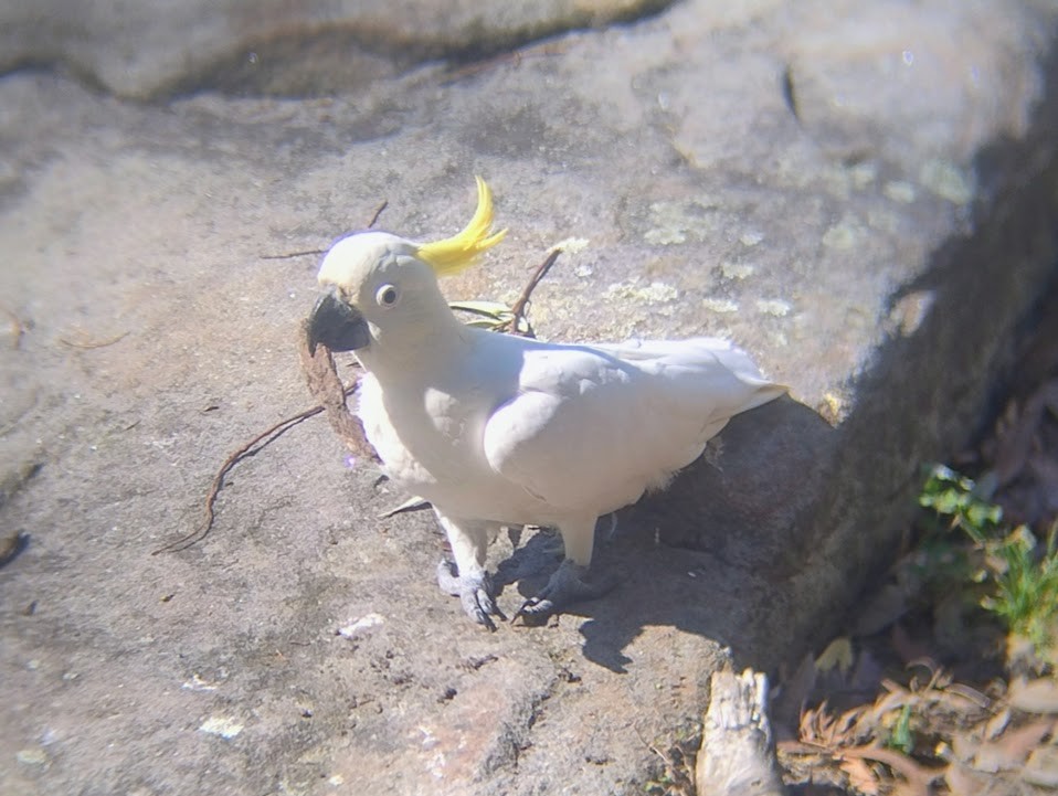 Sulphur-crested Cockatoo - ML645490941