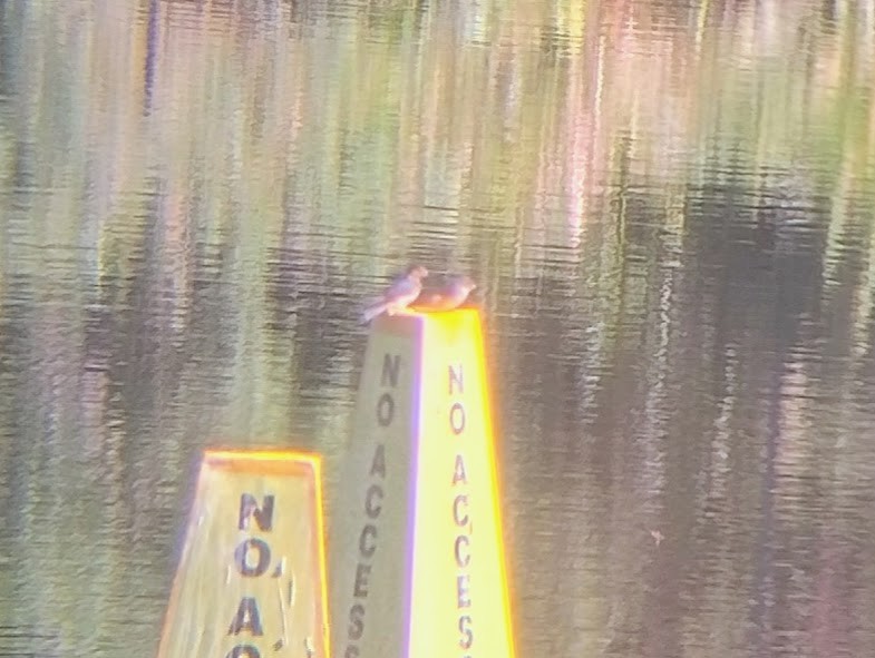 Welcome Swallow - ML645490944