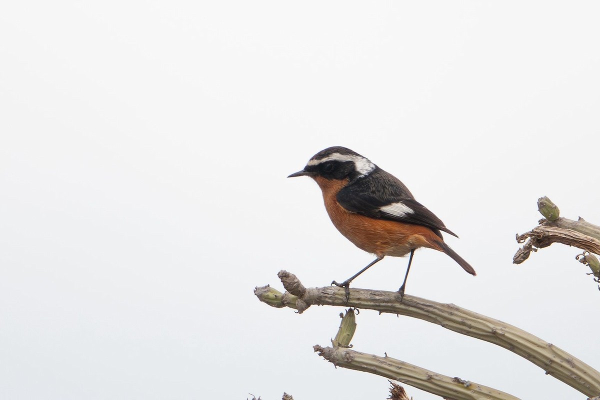 rehek severoafrický - ML645490945