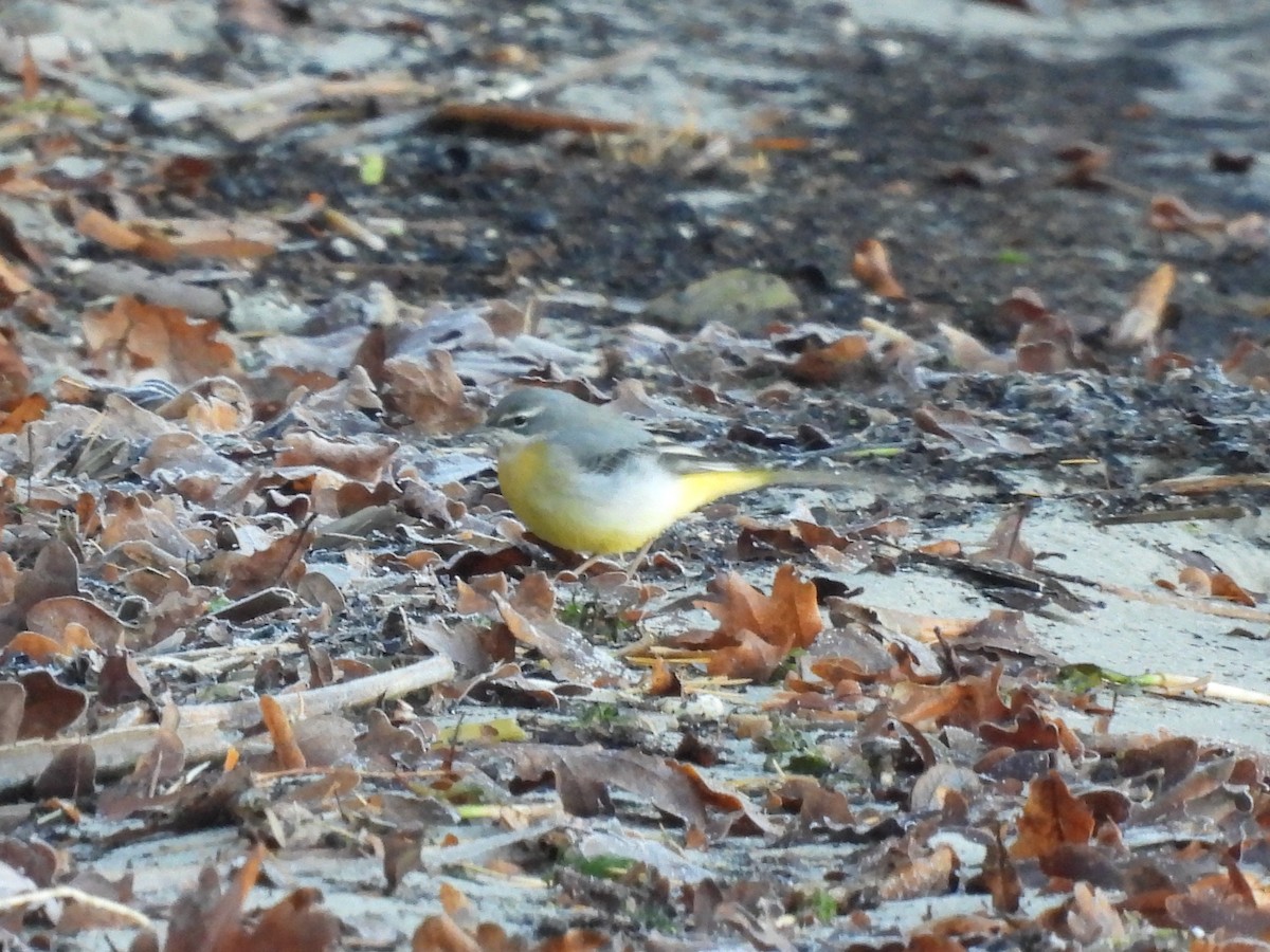 Gray Wagtail - ML645490947