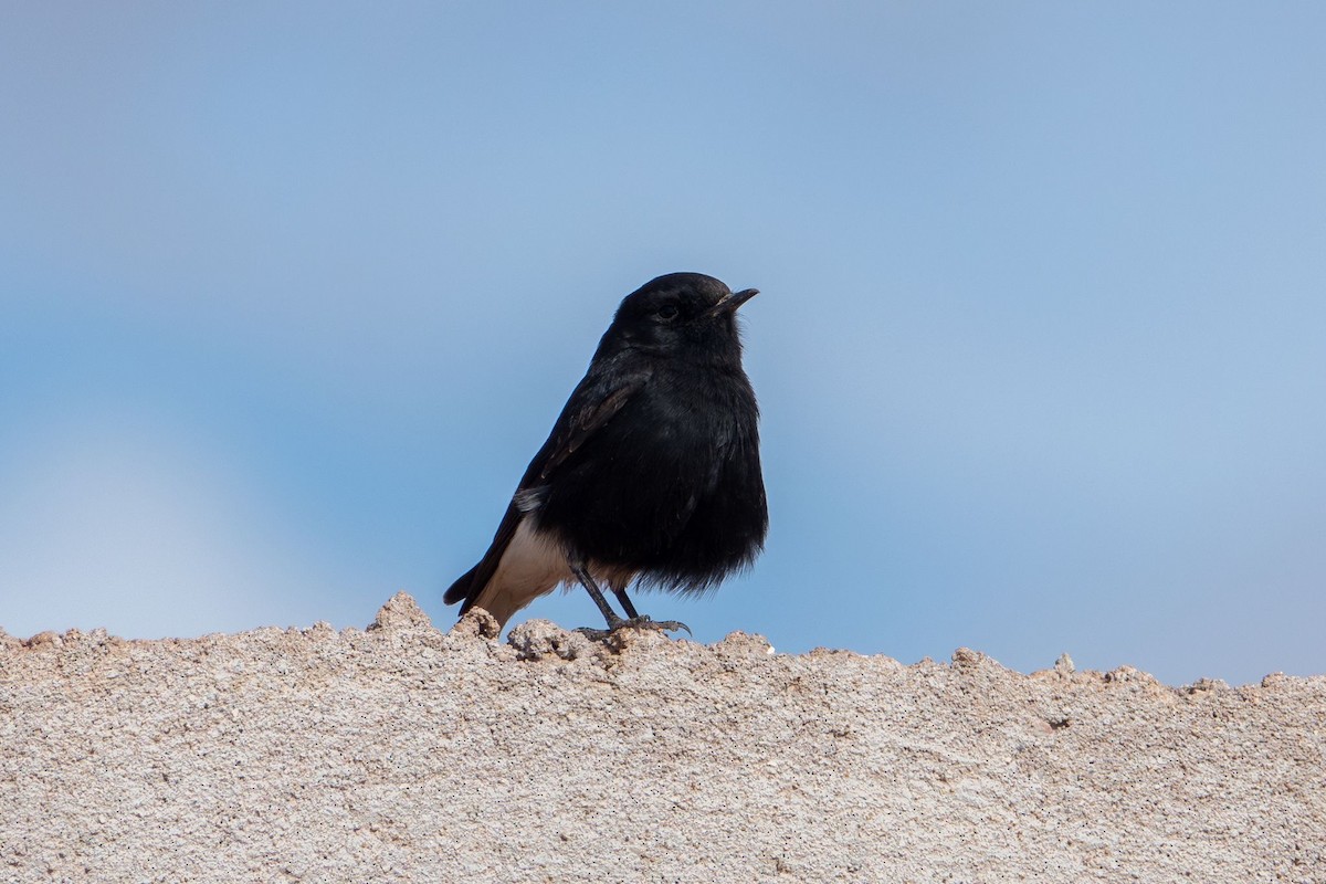 bělořit pustinný - ML645490950