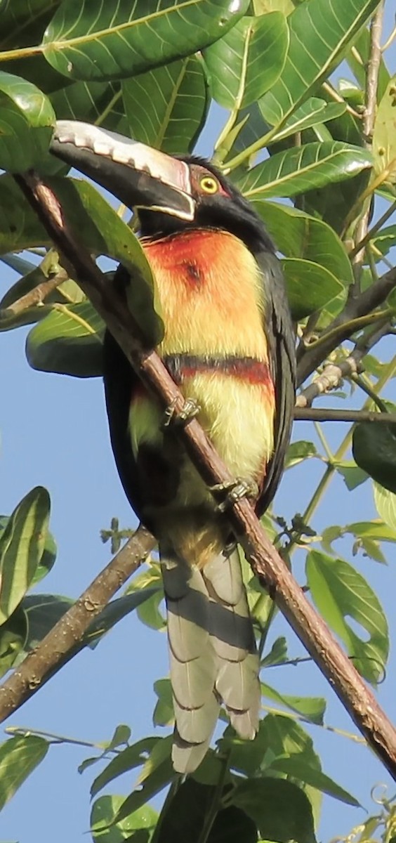 Collared Aracari - ML645490952