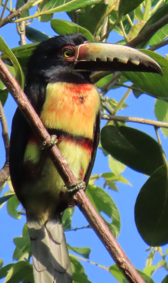 Collared Aracari - ML645490954