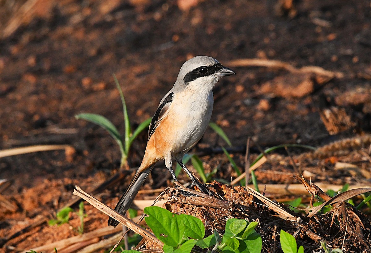 Long-tailed Shrike - ML645490955