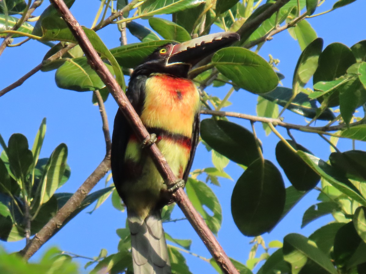Collared Aracari - ML645490957