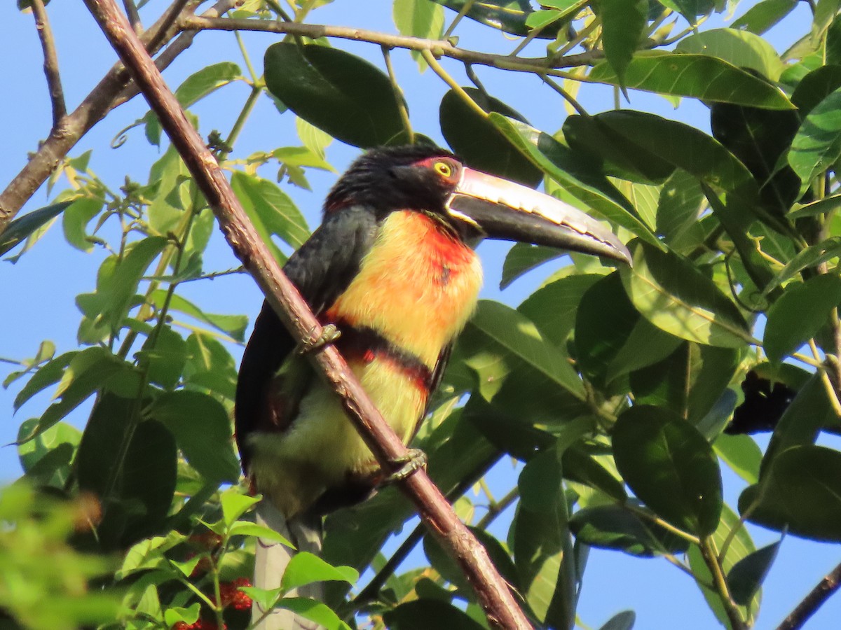 Collared Aracari - ML645490958