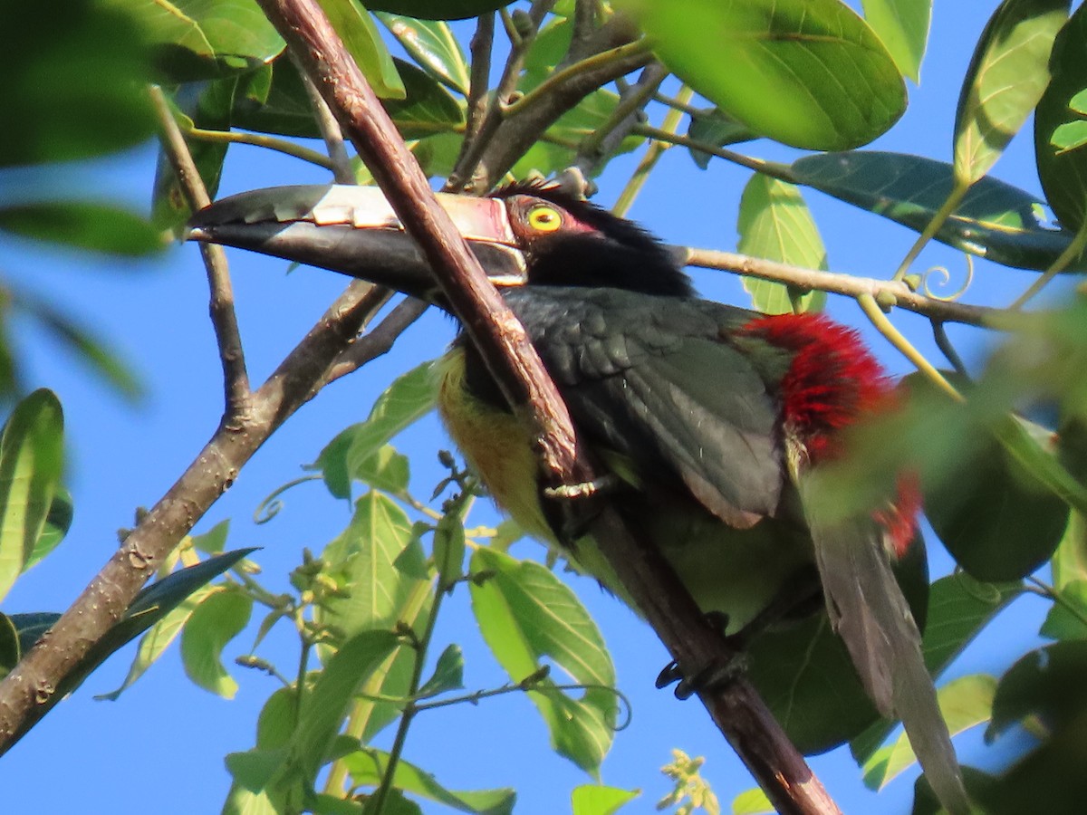 Collared Aracari - ML645490959
