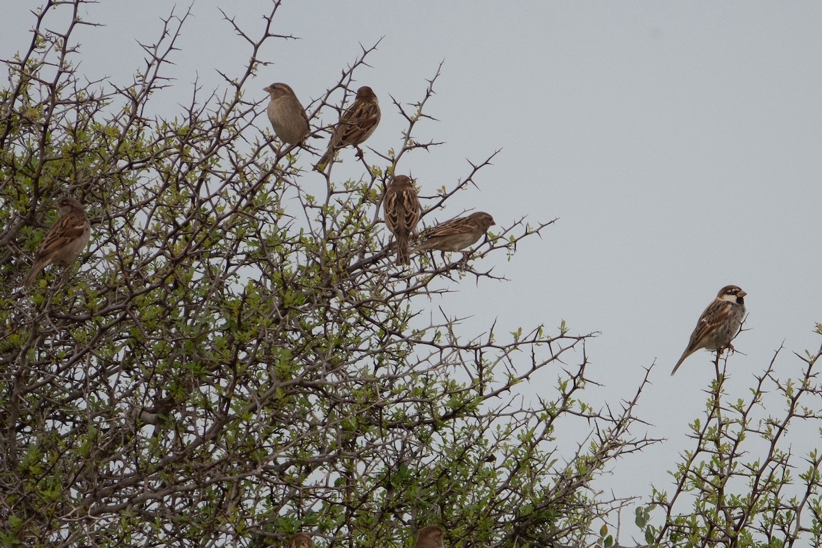 Spanish Sparrow - ML645490960
