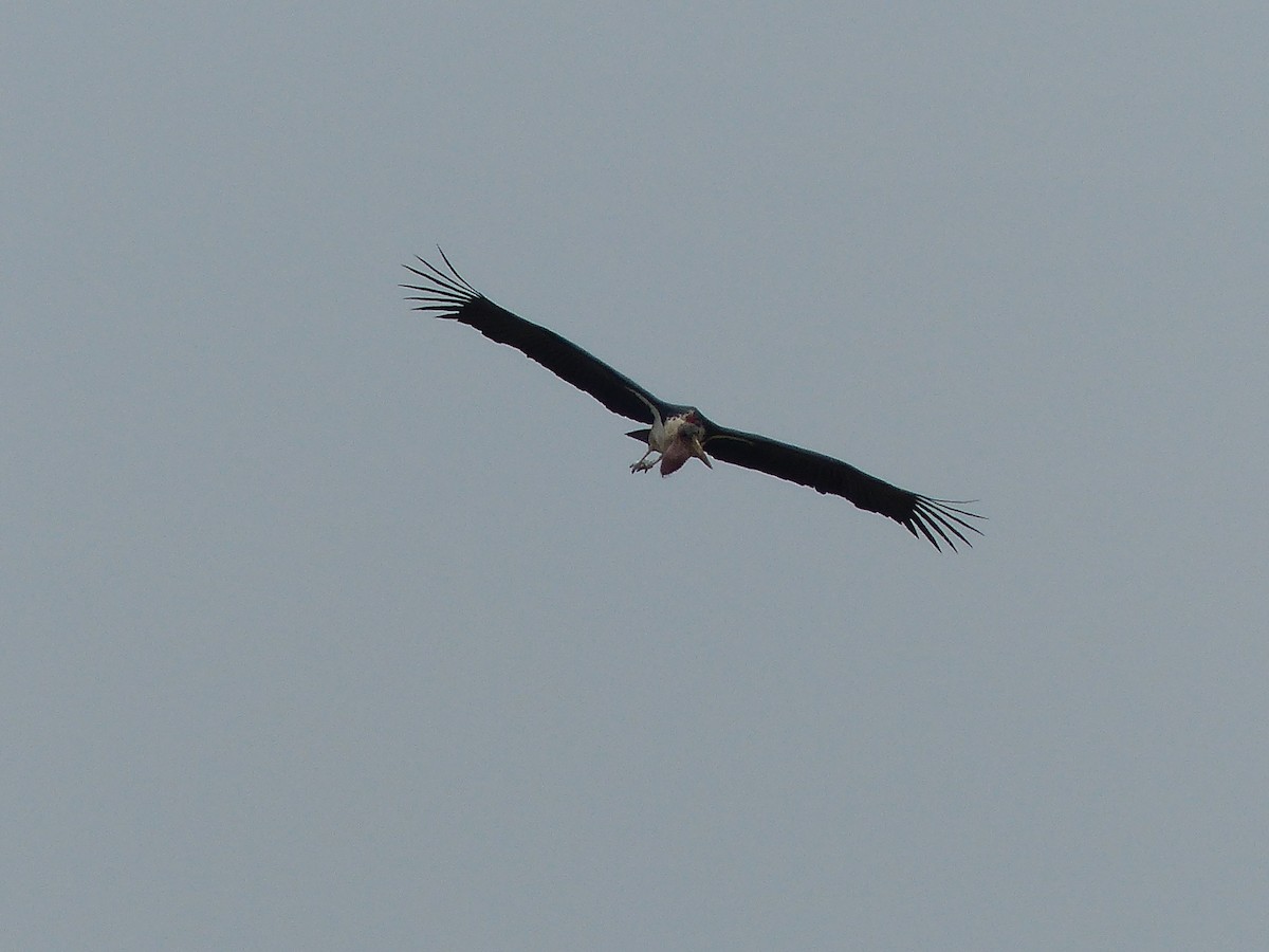 Marabou Stork - ML645490961