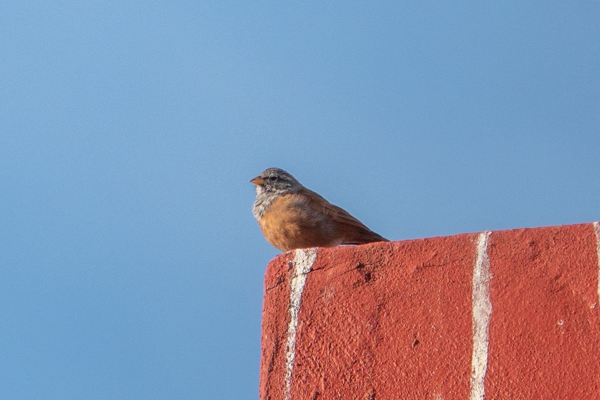 House Bunting - ML645490962