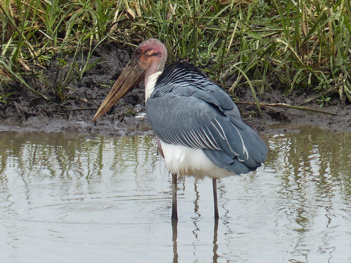 Marabou Stork - ML645490963