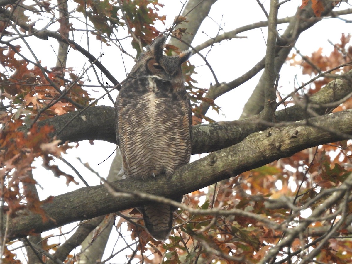 Great Horned Owl - ML645490964