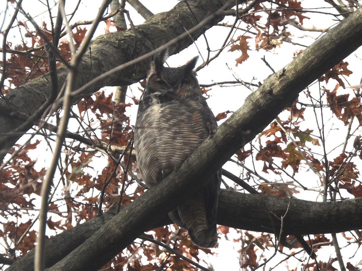 Great Horned Owl - ML645490965