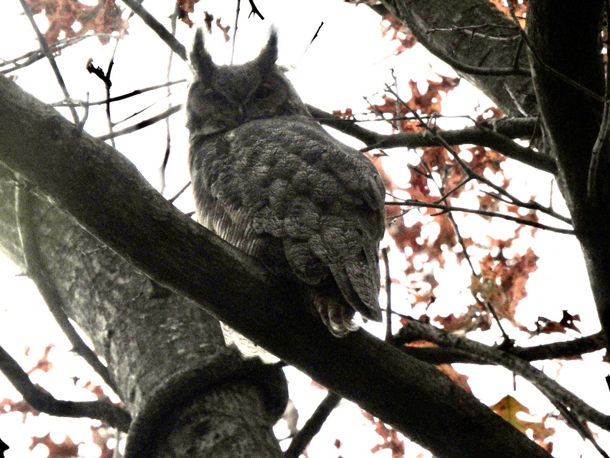 Great Horned Owl - ML645490966