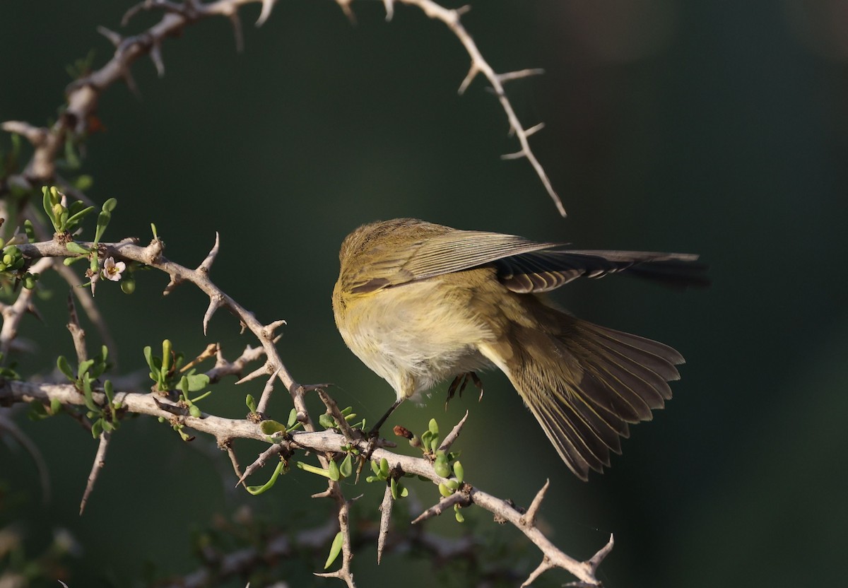 Common Chiffchaff - ML645490967