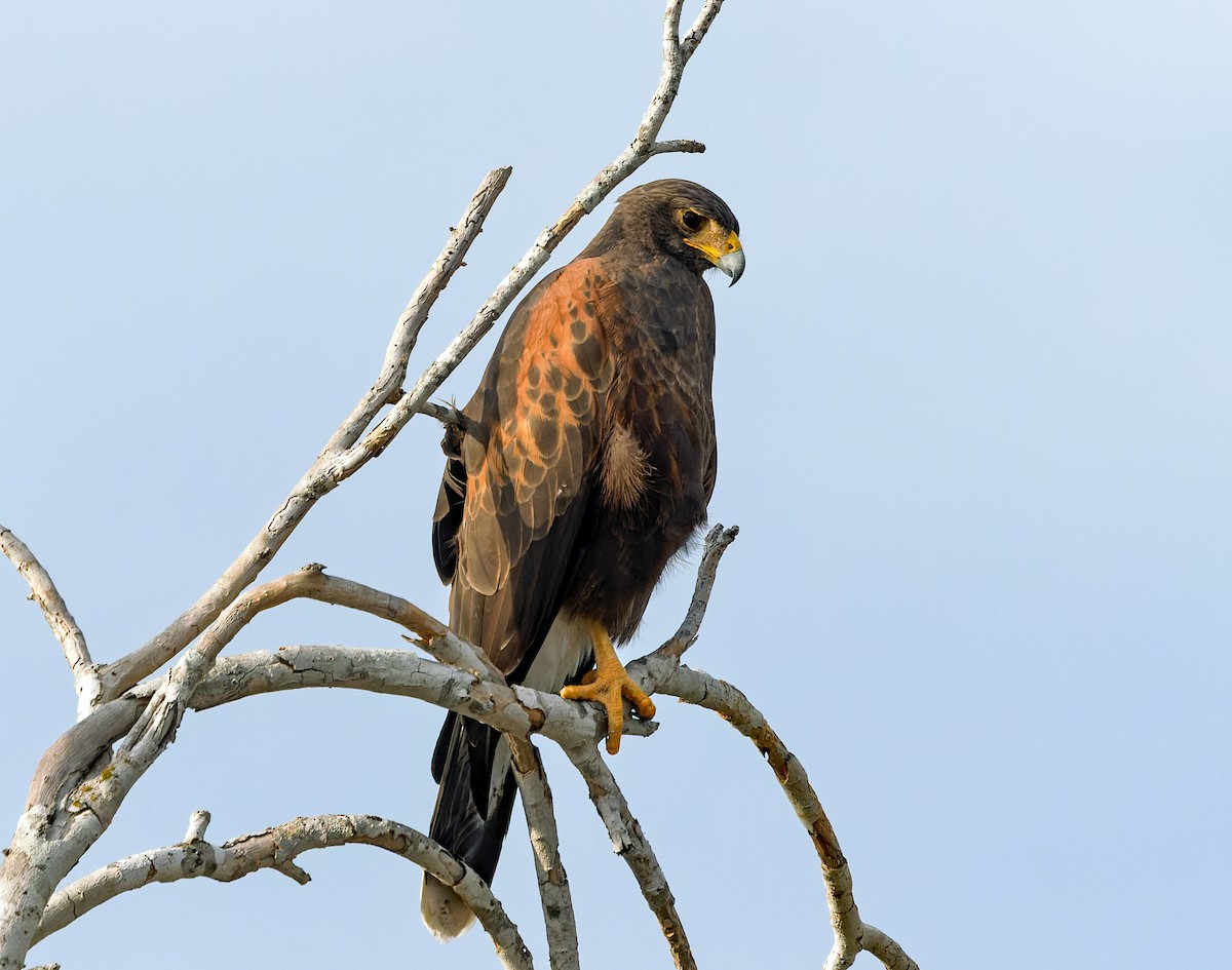 Harris's Hawk - ML645490968