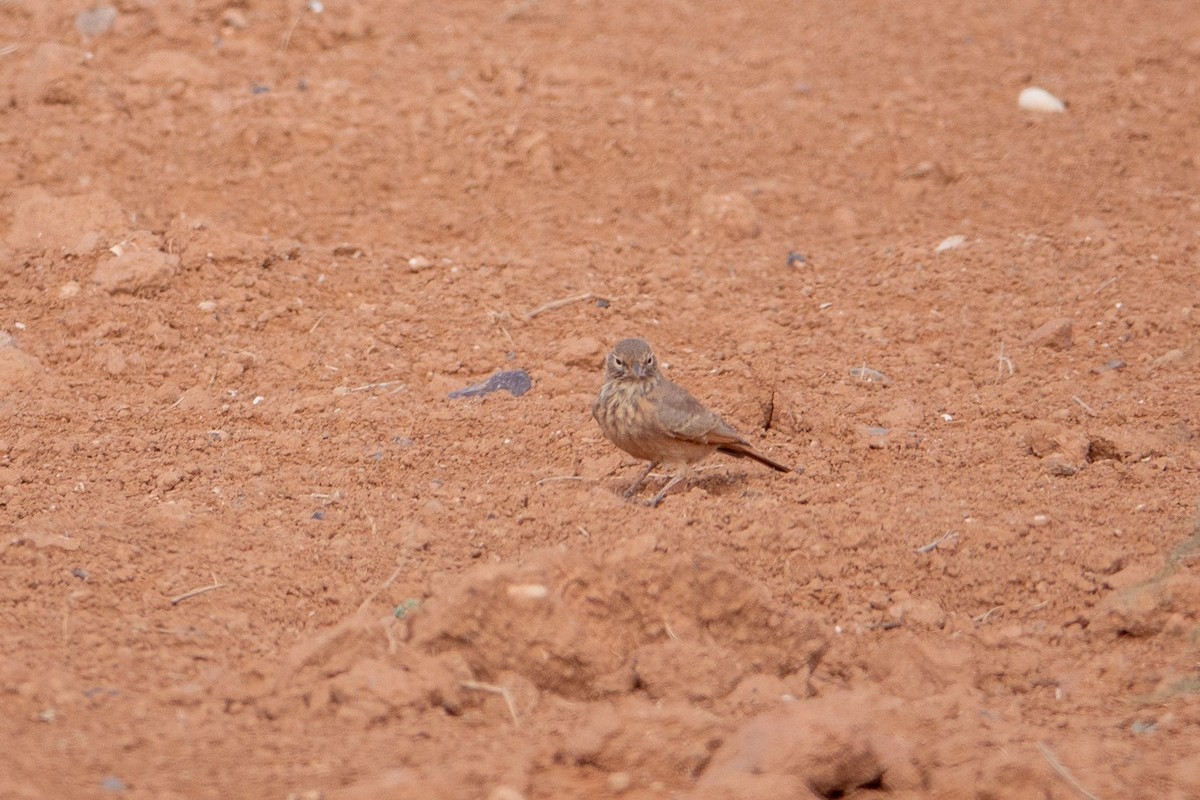 Desert Lark - ML645490969