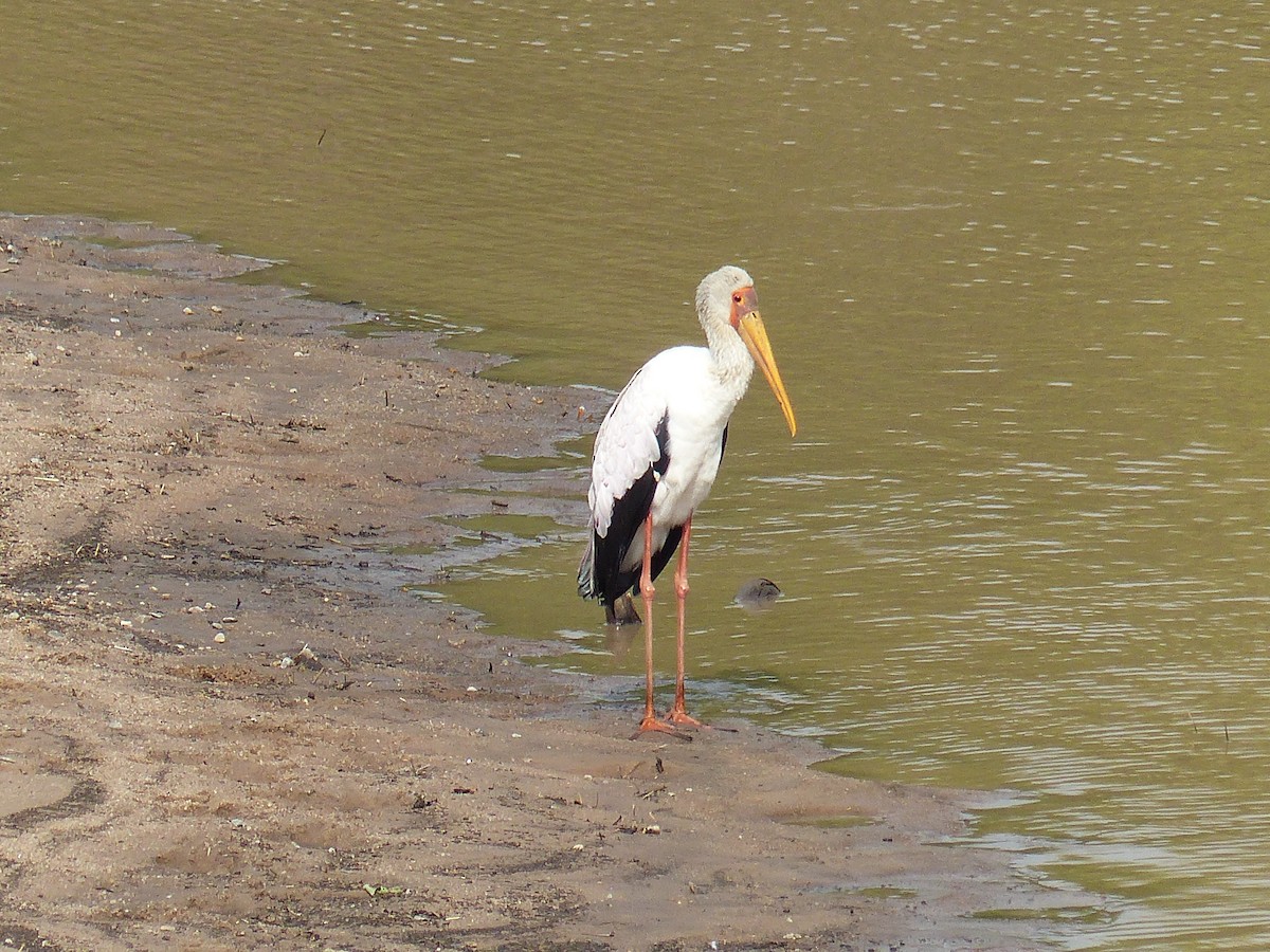 Yellow-billed Stork - ML645490970