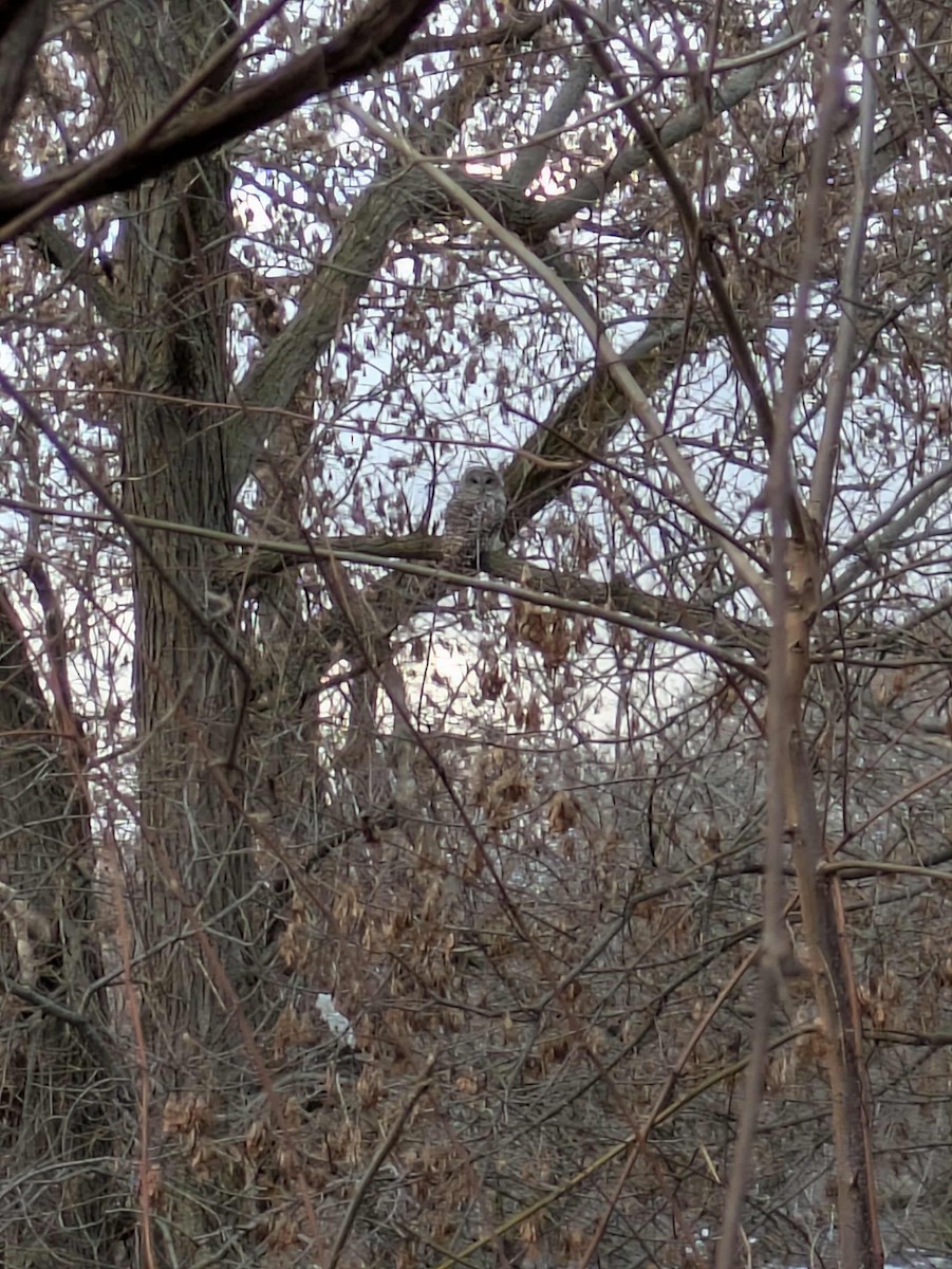 Barred Owl - ML645490971