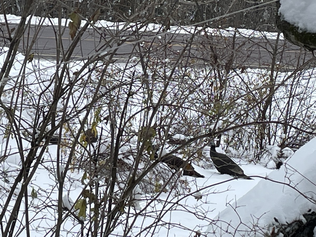 Wild Turkey - ML645490972