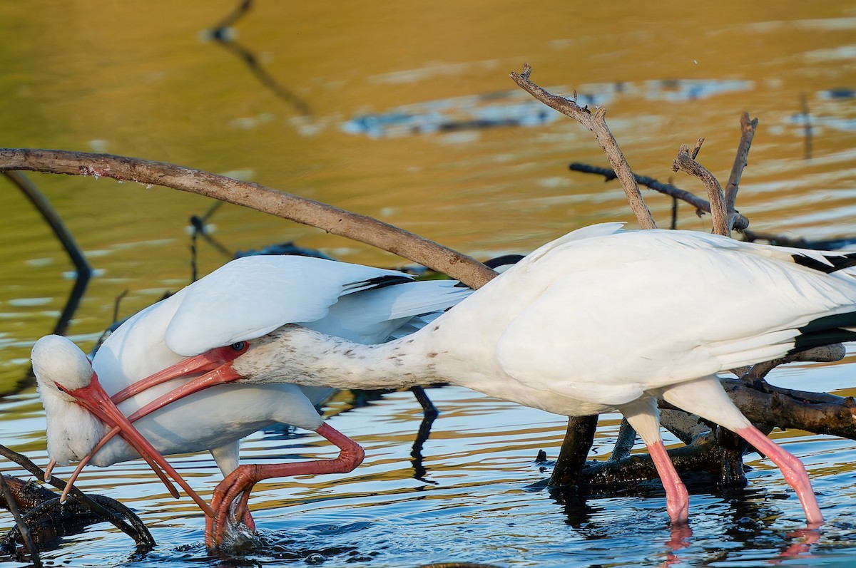 White Ibis - ML645490973