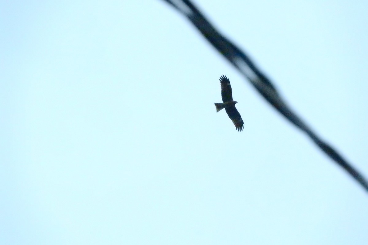 Black Kite - ML645490974