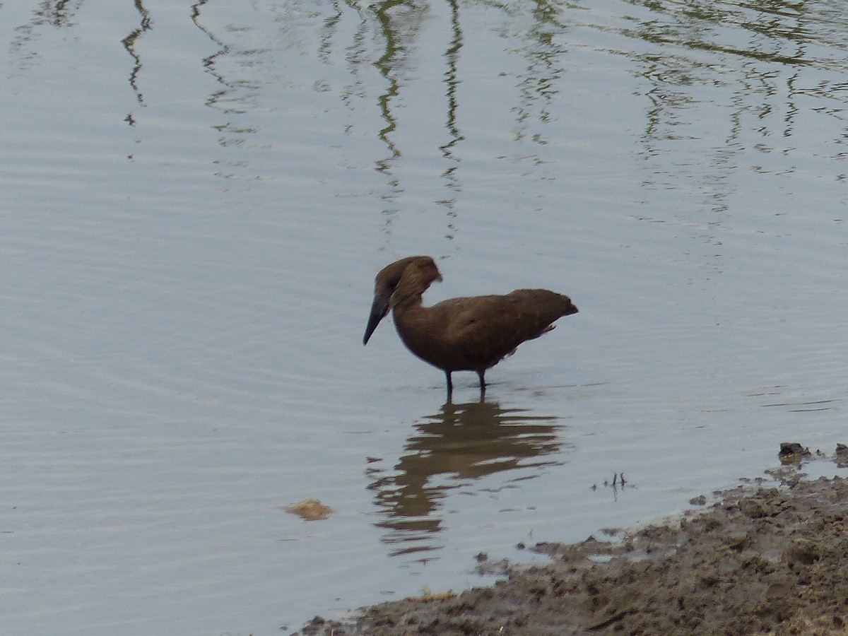 Hamerkop - ML645490976
