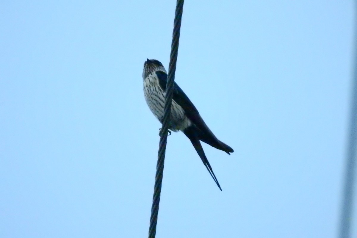Eastern Red-rumped Swallow (Striated) - ML645490977