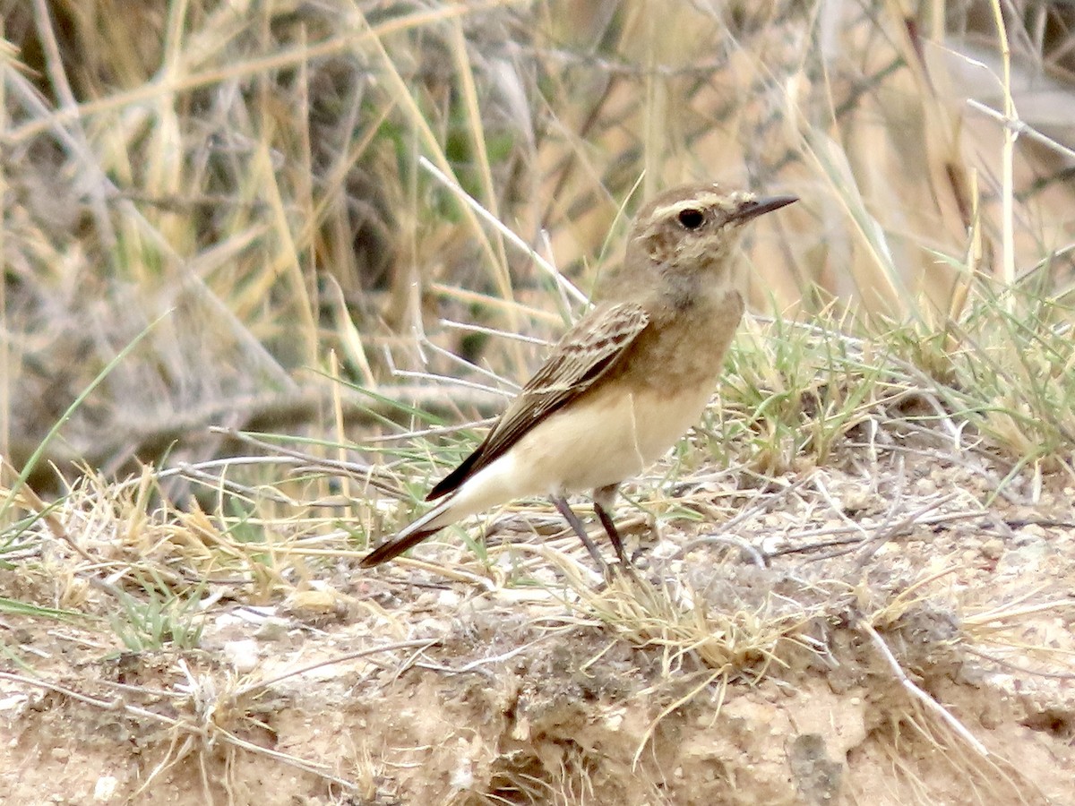 Кам'янка лиса - ML645490978